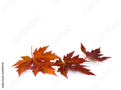 Beautiful autumnal maple leaves on white background with space for text