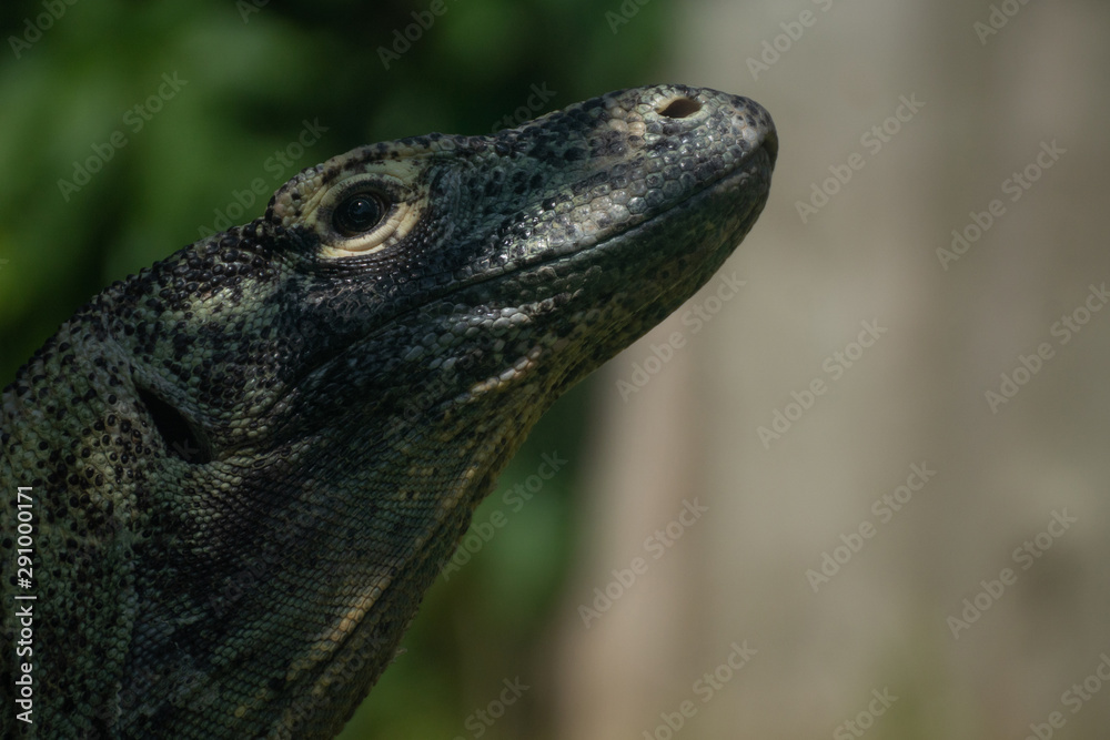 Fototapeta premium Retrato de un dragon de komodo