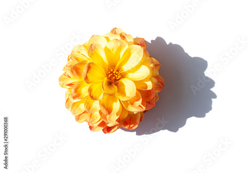 Yellow Dahlia flower close up on the white background. Top view