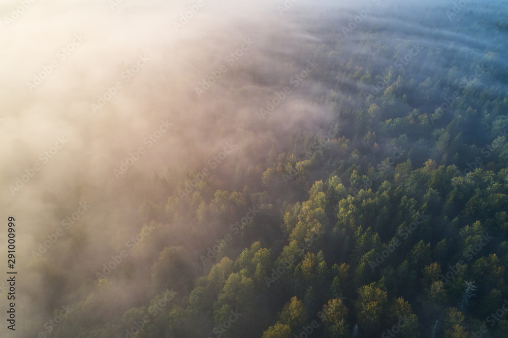 Aerial photography from the drone. The morning forest is covered with dense fog