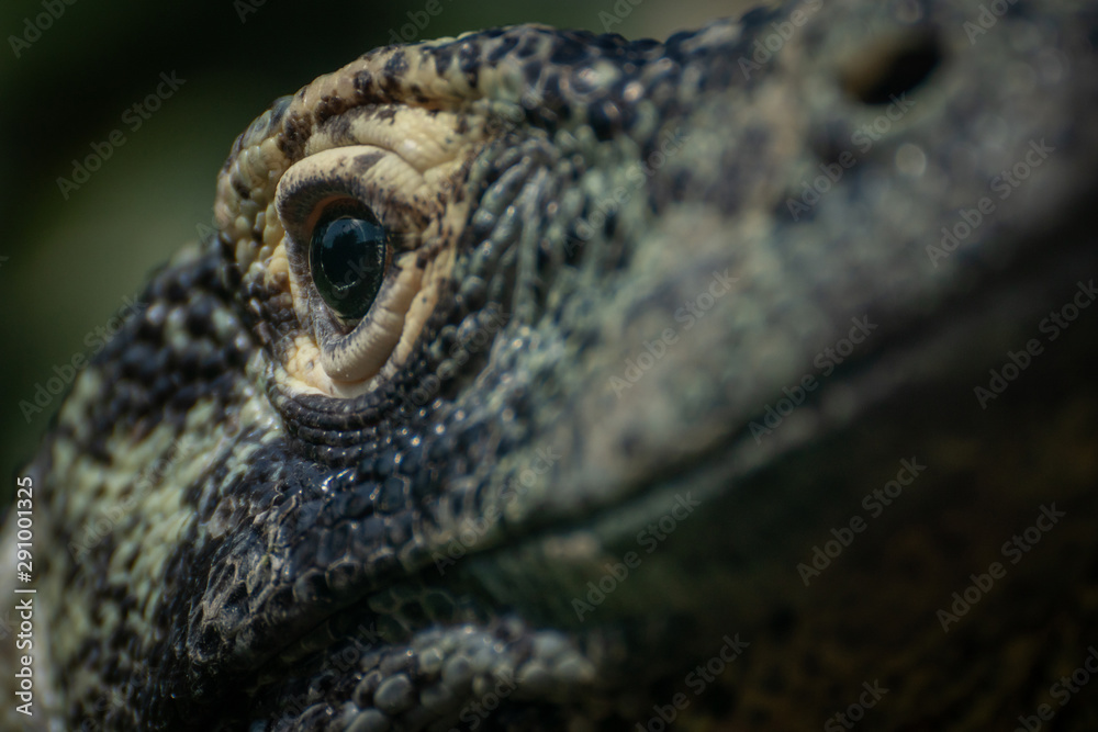 Fototapeta premium Ojo de un dragon de komodo