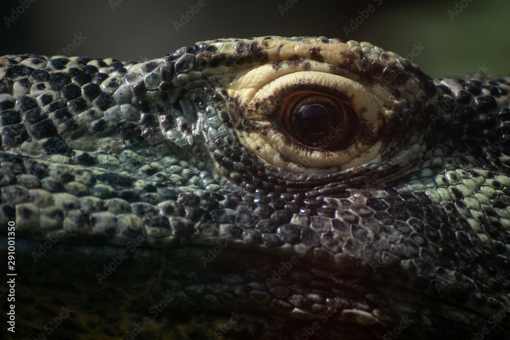 Ojo de un dragon de komodo Ojo de un dragon de komodo