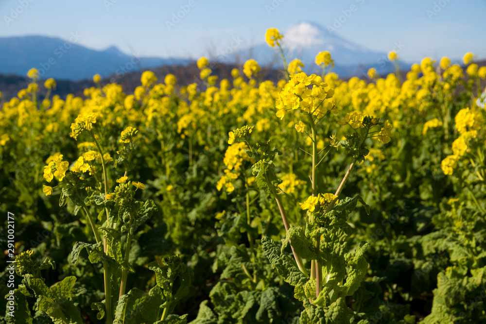 Fototapeta premium 菜の花