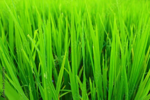 green grass isolated on white background