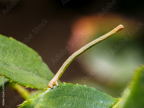 Geometridae Larvae close up