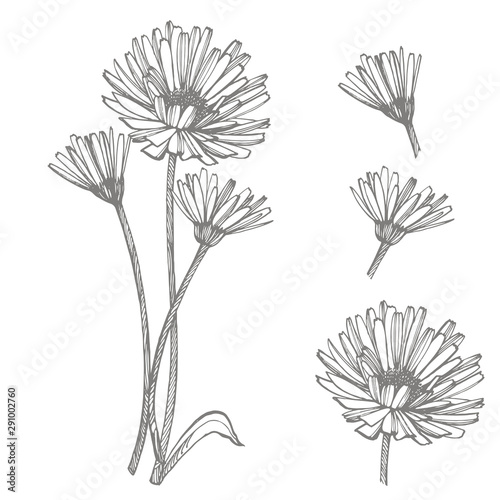 Calendula or daisy flower. Botanical illustration. Good for cosmetics  medicine  treating  aromatherapy  nursing  package design  field bouquet. Hand drawn wild hay flowers