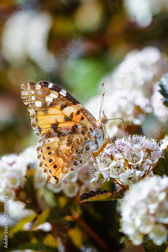 butterfly on flower