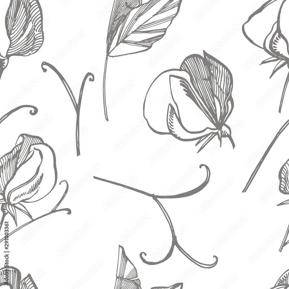 Sweet pea flowers drawing and sketch with line-art on white backgrounds. Floral pattern with flowers of sweet peas. Elegant the template for fabric, paper, postcard. Seamless pattern Sweet pea flowers drawing and sketch with line-art on white backgrounds. Floral pattern with flowers of sweet peas. Elegant the template for fabric, paper, postcard. Seamless pattern