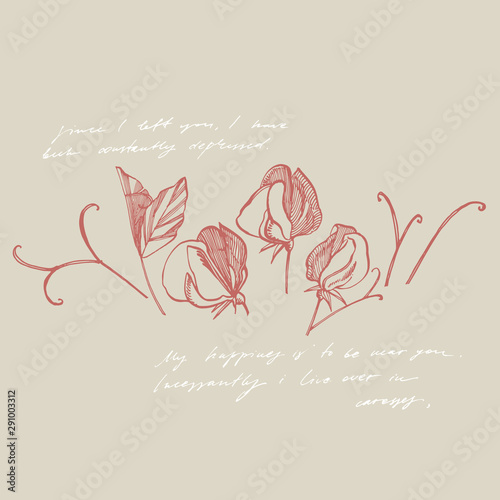 Sweet pea flowers drawing and sketch with line-art on white backgrounds. Floral pattern with flowers of sweet peas. Elegant the template for fabric, paper, postcard