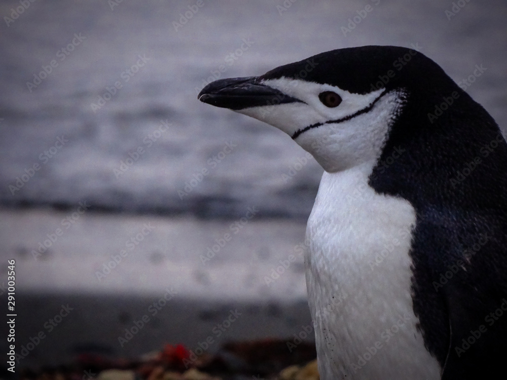 Naklejka premium animal