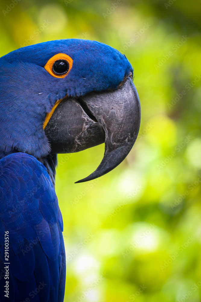 Obraz premium hyacinth macaw portrait 