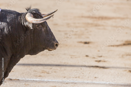 Capture of the figure of a brave bull of hair black color in a bullfight, Spain