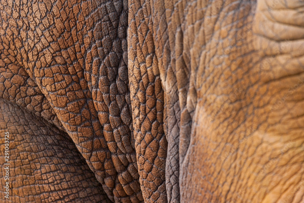 Fototapeta premium White rhinoceros or square-lipped rhinoceros (Ceratotherium simum)