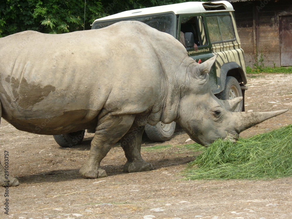 Naklejka premium ZOO SAFARI