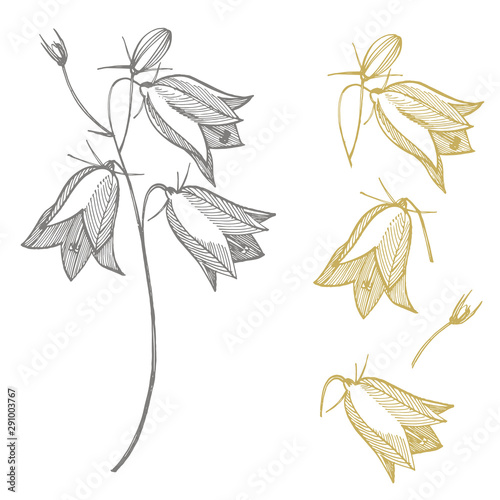 Bellflower blossoms, leaves and bouquets set. Natural summer, spring meadow plants monochrome. Floral natural illustration for poster, textile decoration. Botanical plant illustration