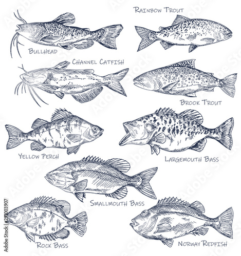 Sketch icons of seafood or water fish. Fishing