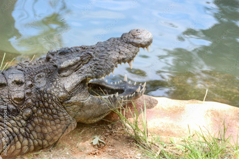 Crocodile Crocodile