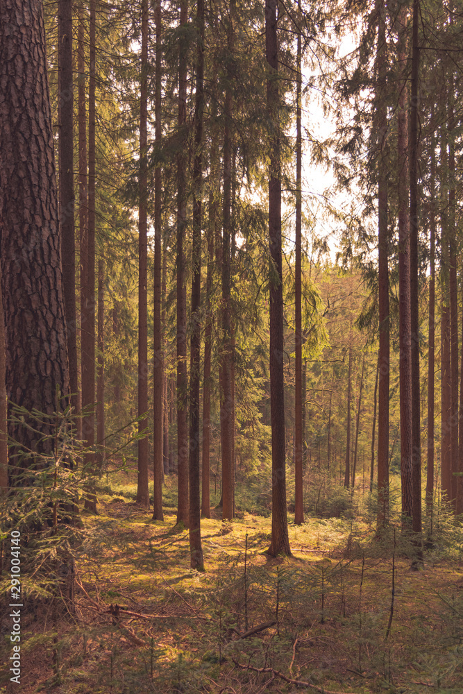 forest in autumn forest in autumn