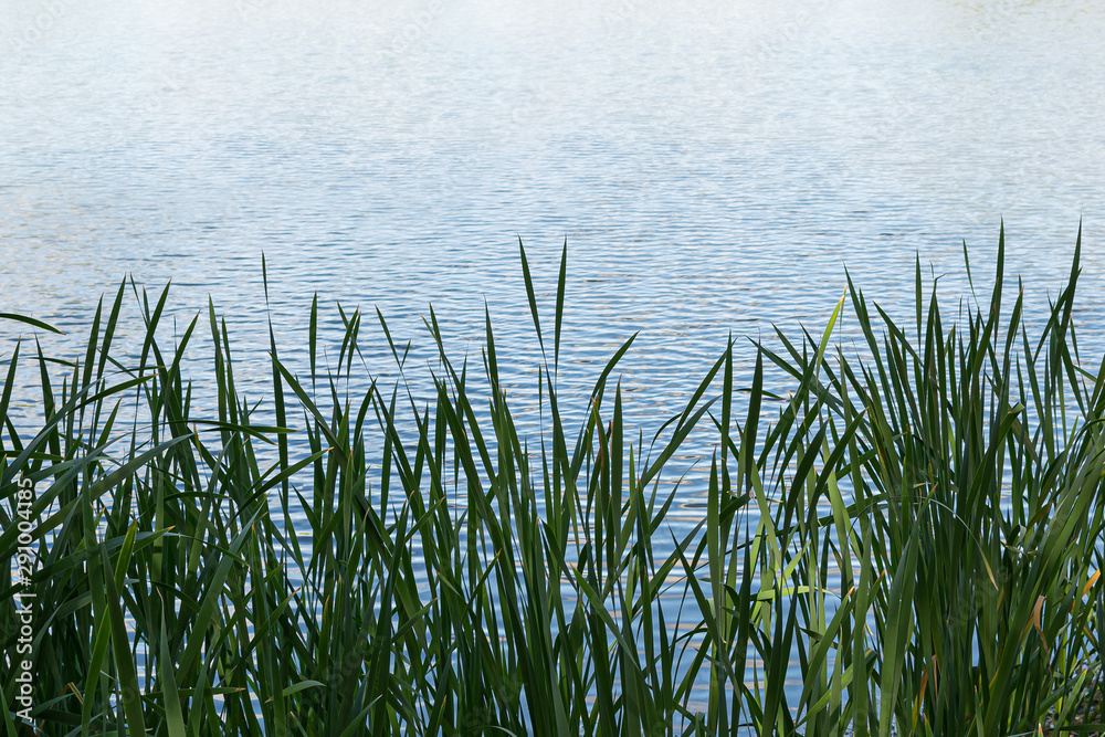 Thickets of reeds on the lake - a great place for fishing and outdoor recreation near the water