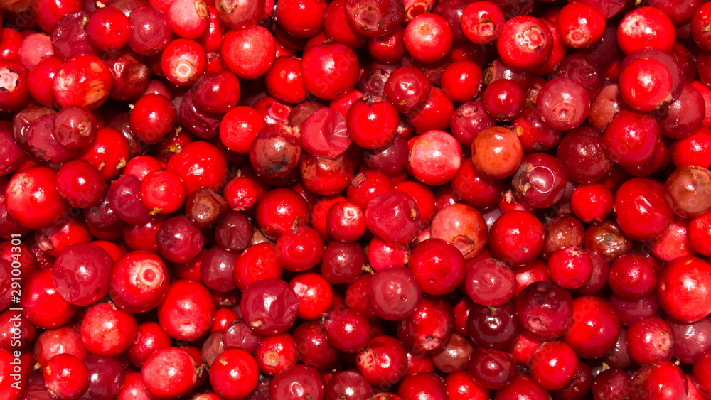 Berries cranberries.Cranberry background.Wild berry cranberries. - obrazy, fototapety, plakaty 