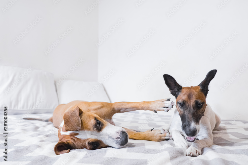 Two young excited dogs playing on bed in brightly lit bedroom. Concept of friendship between two pets or dogs doing prohibited things as chilling on the bed