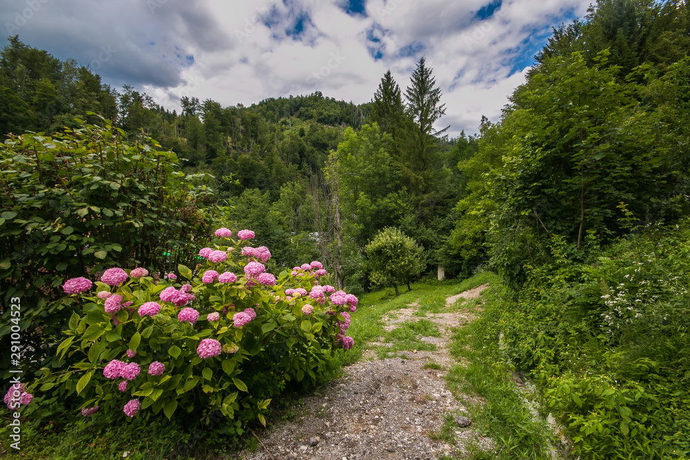 Sentiero per la gola di Vintgar con i fiori di Ortensia