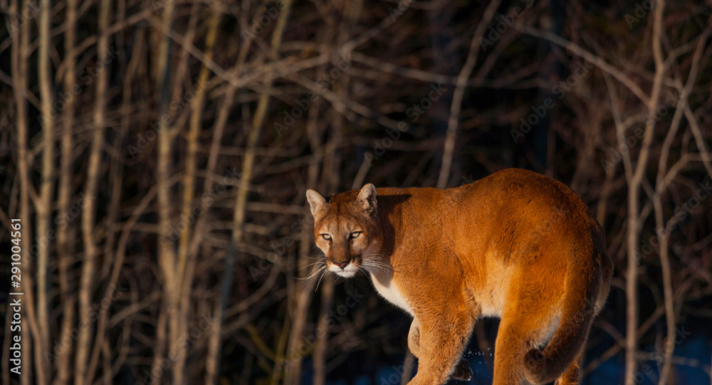 Cougar (Puma also commonly known as the mountain lion, puma, panther, catamount Stock 写真 | Adobe