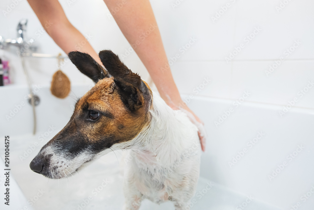 Can I Wash My Dog With Human Soap