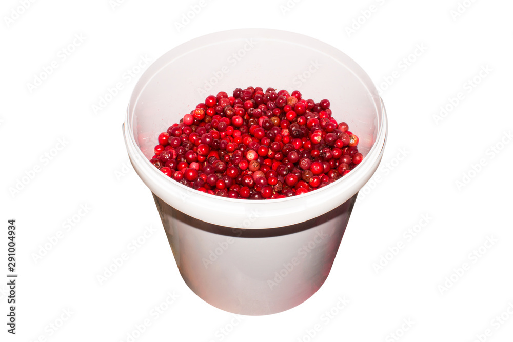 Berries cranberries.Cranberry background.Wild berry cranberries. Berries cranberries.Cranberry background.Wild berry cranberries.