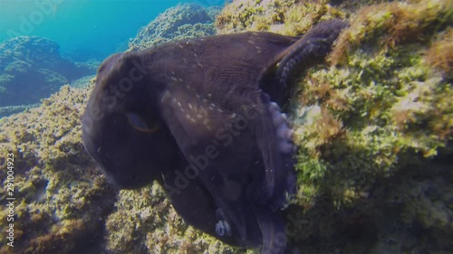 Octopus Close Up. Octopi Swimming With Colour Camouflage & Dramatic Pattern On Coral Reef. Graceful Squid In Blue Sunlit Sea. Colourful Dangerous Marine Life & Beautiful Aquatic Underwater Wildlife