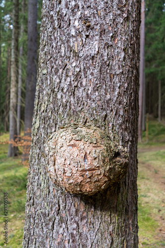 Bump on the tree trunk in the forest