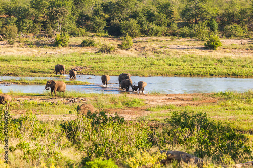 A herd of elephants crossing the Olifants river in the Kruger national park near Olifants rest camp, South Africa.