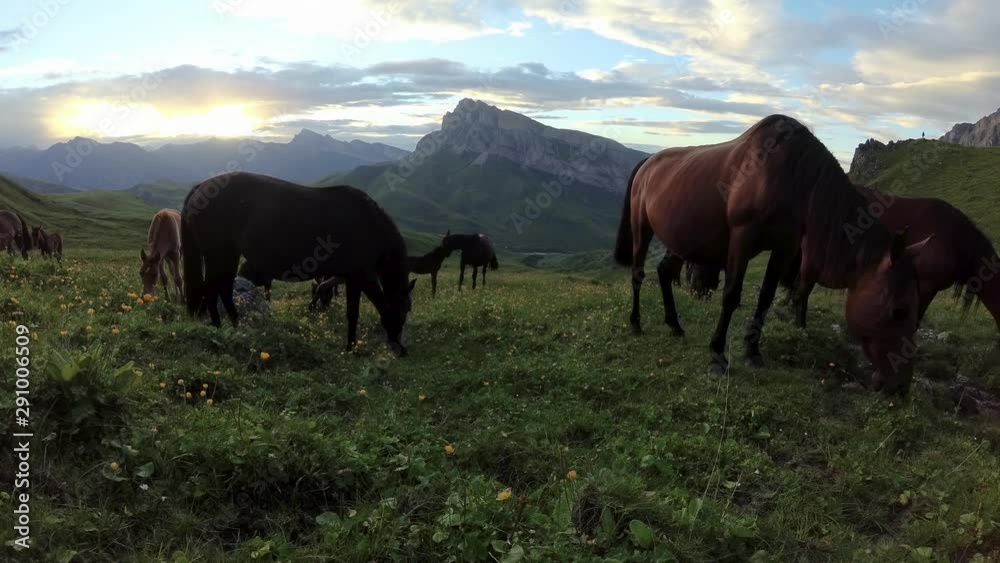 Mountain meadow with wild horses grazing at sunset. Mountain meadow with wild horses grazing at sunset.