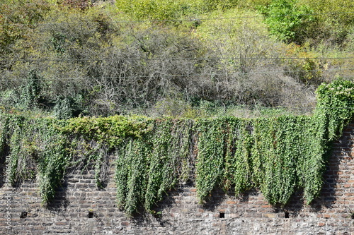 Mosel bei Hatzenport photo