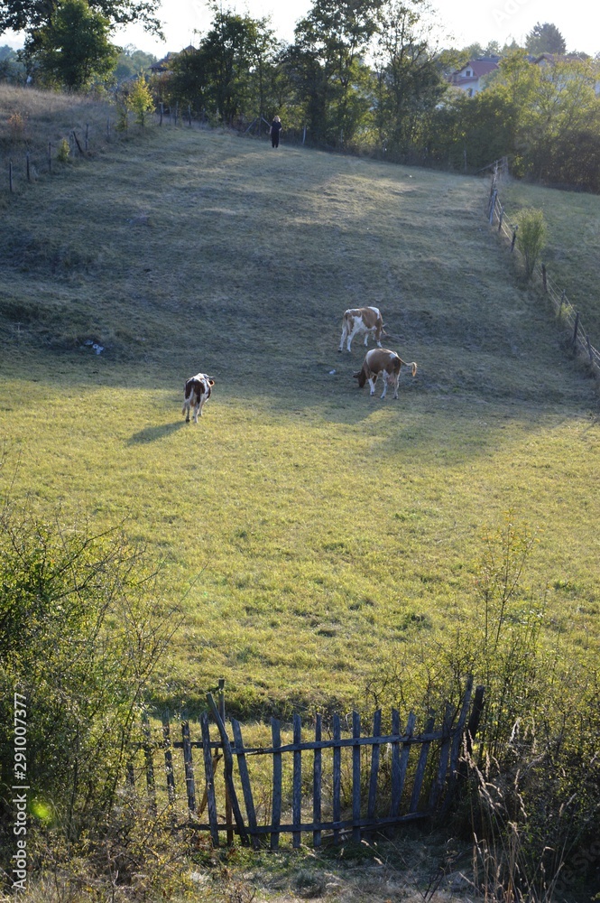 Obraz premium in the green meadow the cattle graze