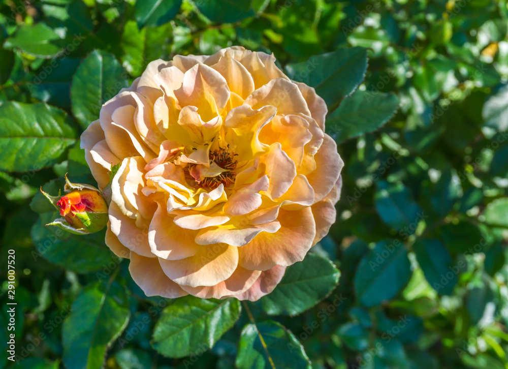 Apricot Rose Close-up Apricot Rose Close-up