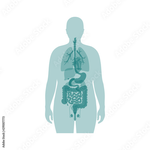 internal organs of obese man