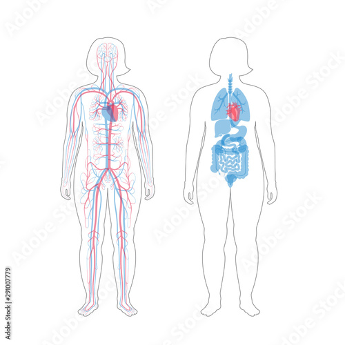 internal organs and circulatory system of woman
