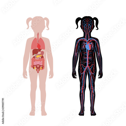 internal organs and circulatory system of girl