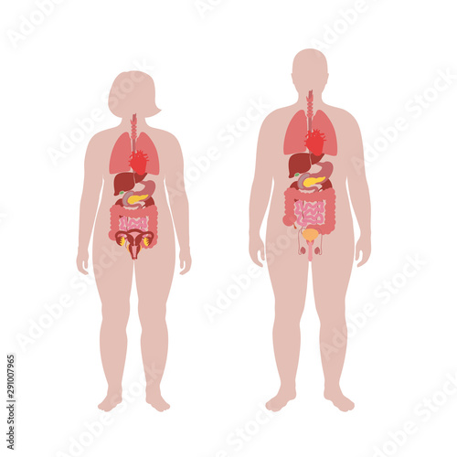 internal organs of obese male and woman