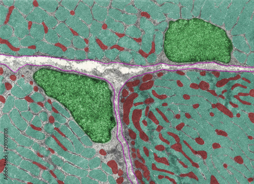 Striated muscle fiber mitochondria photo
