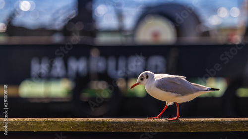 Möwe im Hamburger Hafen photo