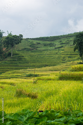 Paisaje de unos arrozales en el norte de Vietnam en Sapa durante el verano
