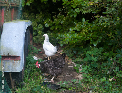 Black maran and light sussex hens free range next to trailer wheel arch next to bushes selective focus photo