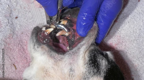 The vet removes the dog's tusk, paradontosis, plaque and tartar visible on the canines. The surgery is performed under anaesthesia in the veterinary clinic by a specialist.