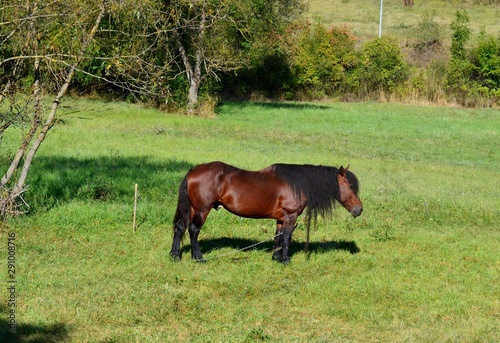 horse grazing in the meadow © oljasimovic