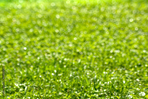 Background of green grass with water drops of morning dew