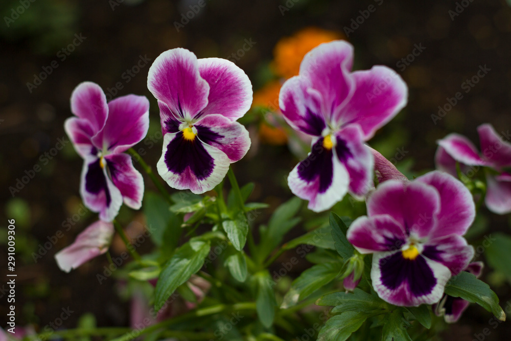 Small pink-purple flowers on a blurred background of grass and leaves Small pink-purple flowers on a blurred background of grass and leaves
