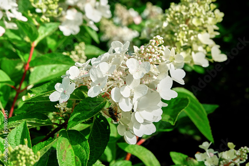 White hydrangea