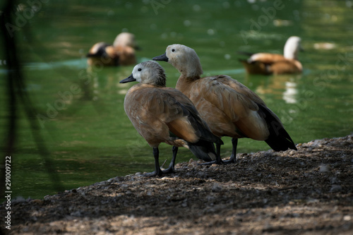 Pareja de tarro canelo junto a un lago. Ruddy shelduck photo